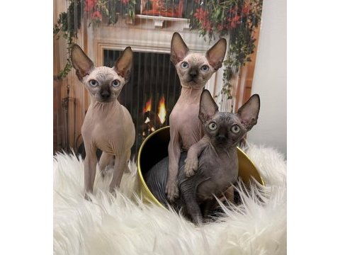 Sphynx sfenks tüysüz dişi erkek yavru