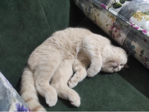 6 aylık blue point british shorthair