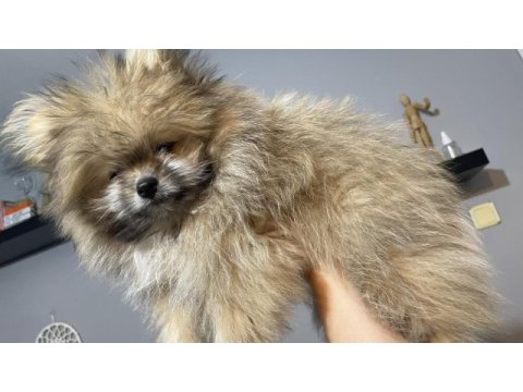 Ayıcık surat pomeranian boo