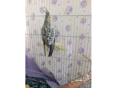 Dişi sultan papağanı 1 yaşında