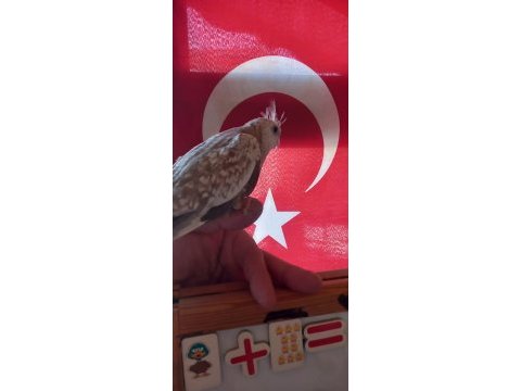 Sevimli wifi yavru sultan papağanı