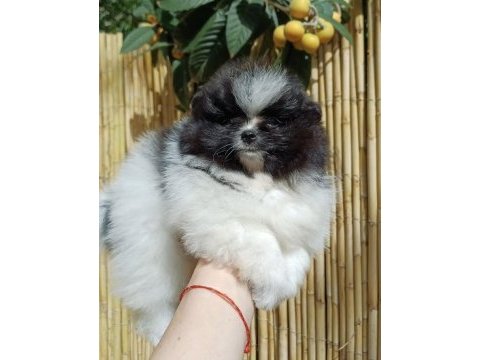 Garantili ayı surat pomeranian erkek