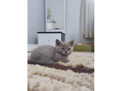 British shorthair sevdiğinize bir can verin