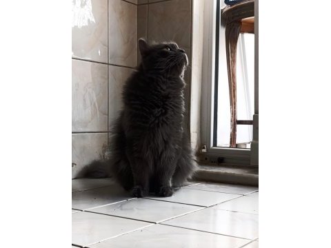 British longhair 4 yaşında