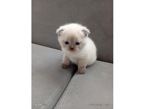Scottish fold mavi gözlüler
