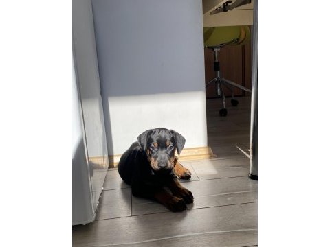 A kalite doberman siyah 2 aylık