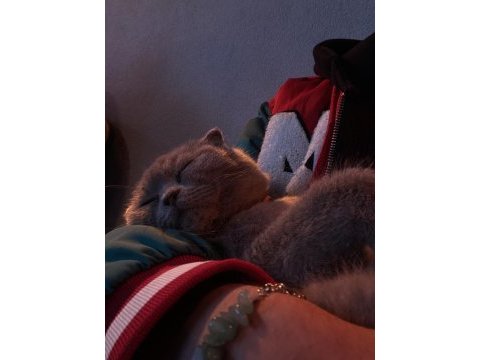 Scottish fold erkek 9 aylık ilk aşısı tam