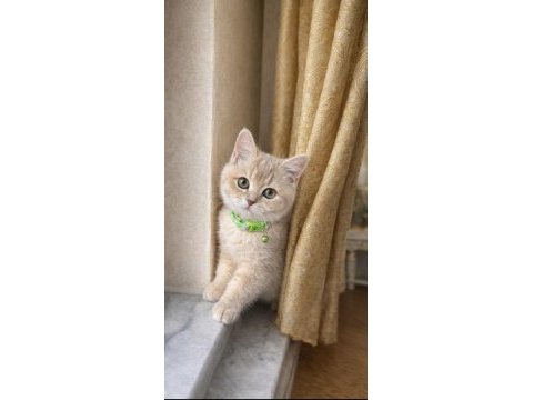 3,5 aylık erkek british shorthair