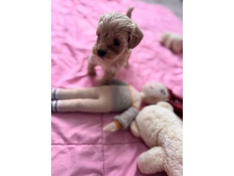 Maltipoo yavrular