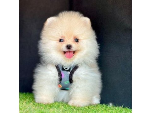 Sevimli pomeranian boo yavrularımız