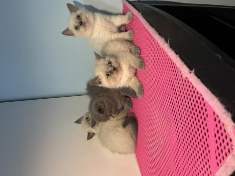 Üst kalite british shorthair bebekleri