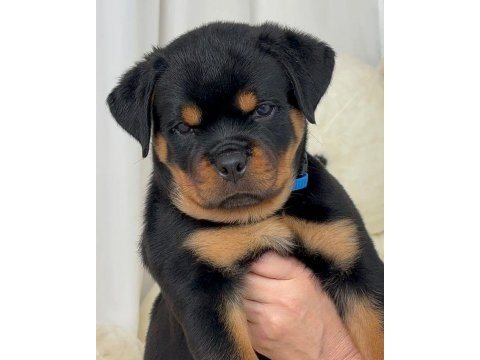 Rottweiler bebeklerimiz