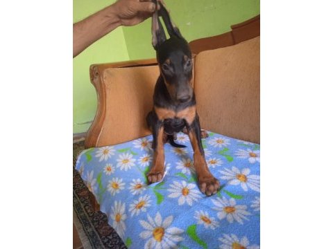 A++ kaliteli doberman 1 erkek 1 dişi yavru
