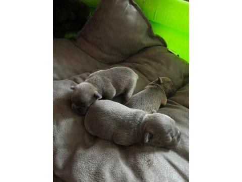 Anne blue - baba blue tan french bulldog yavrular