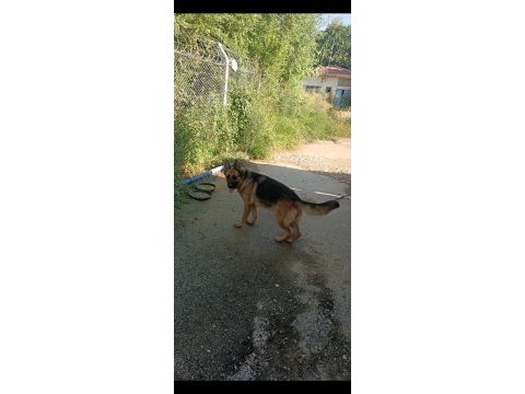 3 yaşında dişi alman kurdu sahiplendirilecektir