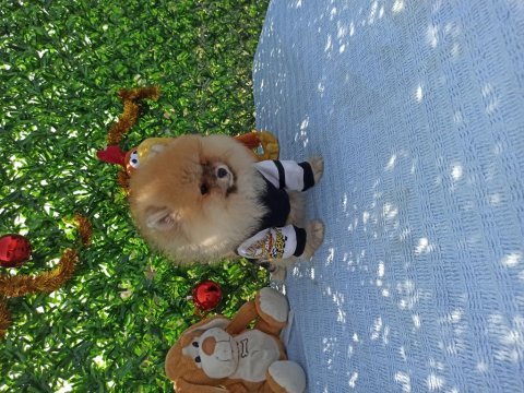 Orijinal pomeranian boo