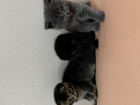 Scottish fold ve british shorthair yavrular