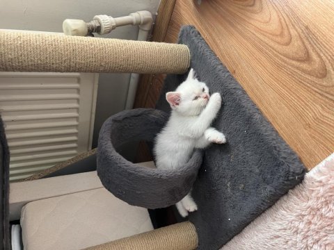 Üç erkek kedimiz