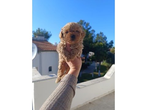 Maltipoo köpeğimiz