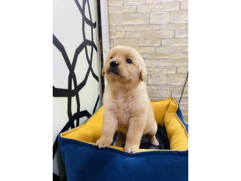 Kalite istanbulda golden retriever yavru