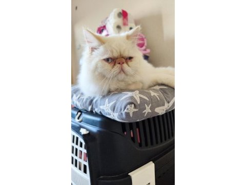 Exotic shorthair kedimi sahiplendirmek istiyorum