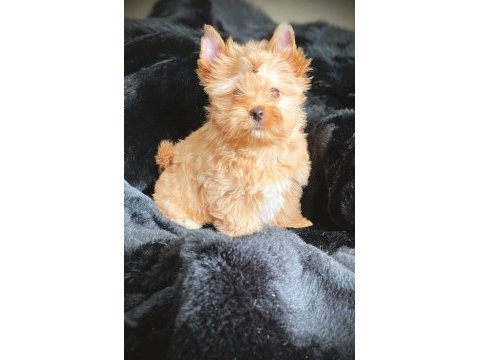Çok özel exotic yorkshire terrier yavrularımız