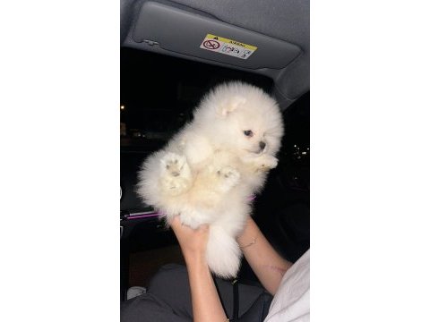 Teacup pomeranian