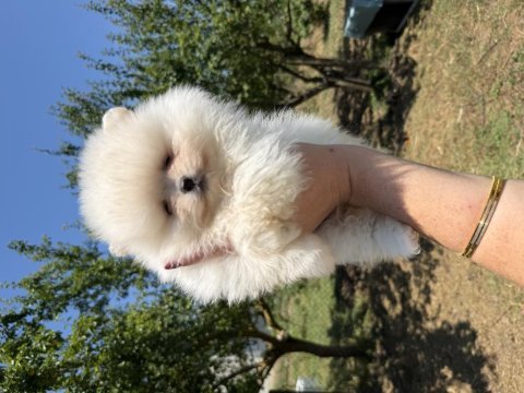 Kusursuz karbeyaz ayıcık pomeranian boo