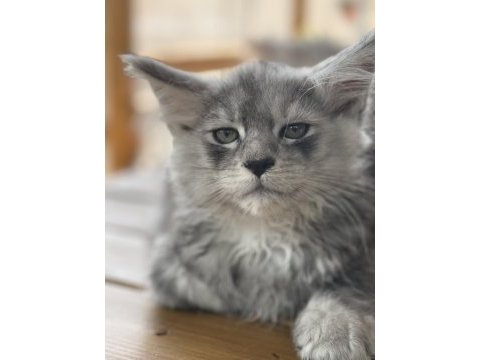 Tescilli safkan maine coon