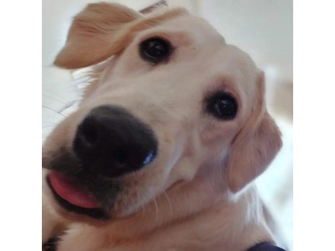 Ücretsiz golden retriever sahiplendirilecektir