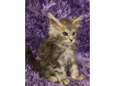 Maine coon yavrularımız