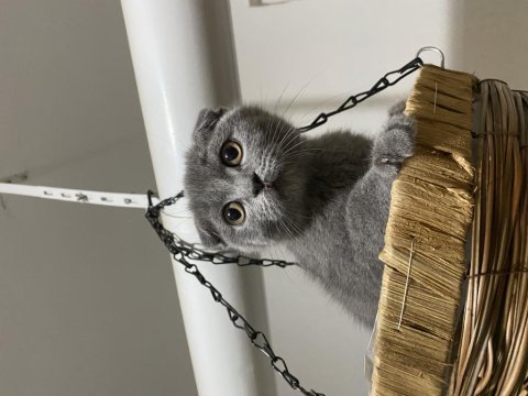 45 günlük yavru scottish fold kediler