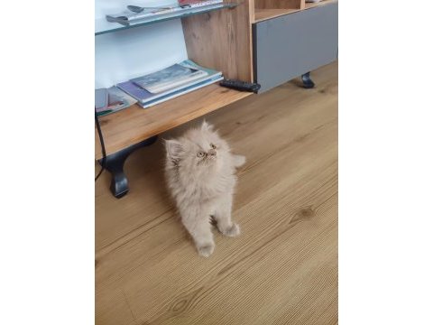 British longhair dişi