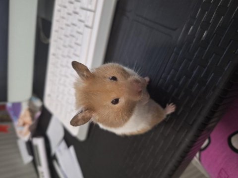 Eğitimli hamster pamuk