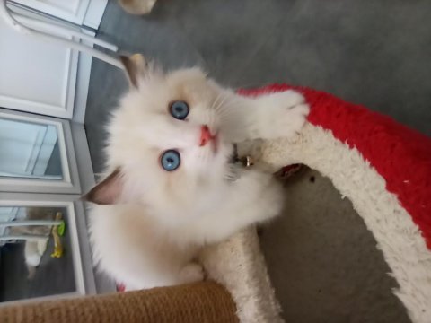 Dünyanın en sakin kedisi ragdoll