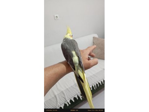 Uyguna ele alışkın sultan papağanı