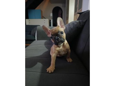 French bulldog dişi