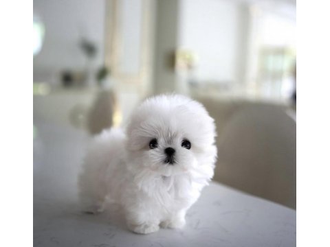 Yıldızımız artık sızlerle kore toy poodle yavrumuz