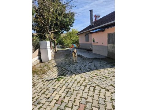 Hakiki saf kangal erkek