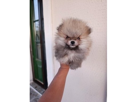 Pomeranian boo yavrular