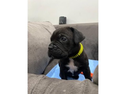 Irkının en iyisi cane corso yavrular kapıda ödeme mevcut