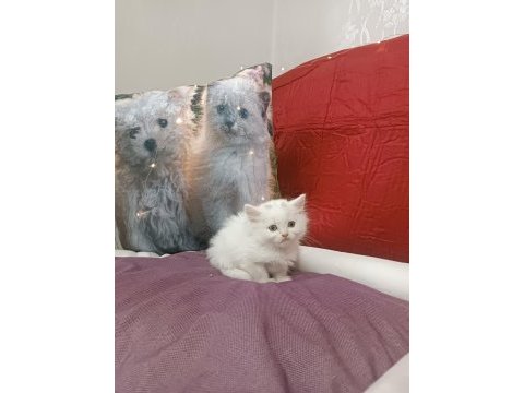 Kar topu british shorthair bebek