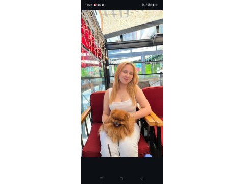 Pomeranian 3 yaş dişi