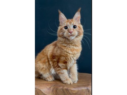 Maine coon dişi red rengi wcf