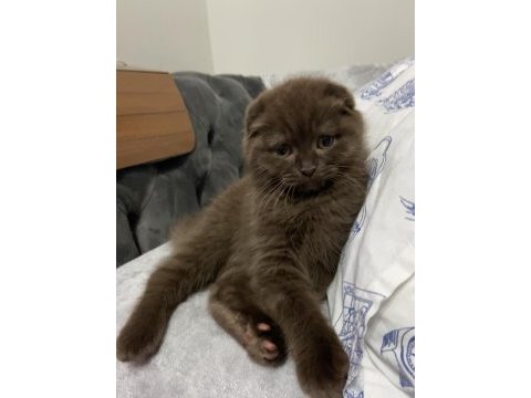 Scottish fold