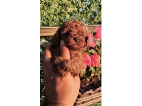 Sağlık ve ırk garantili teacup poodle