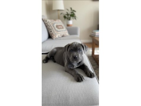 Blue cane corso yavrusu