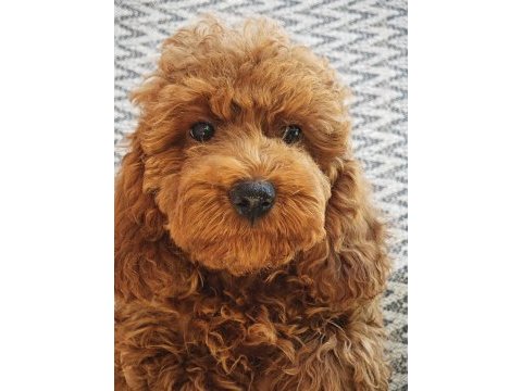 Sağlıklı güzel sevimli poodle yavrular