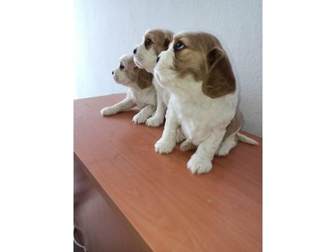 Safkan cavalier king charles yavruları