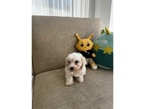 Kore maltese